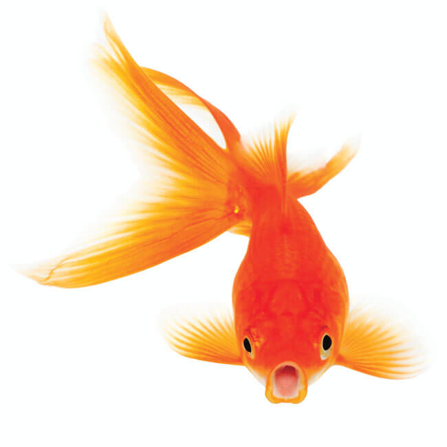 Goldfish 2