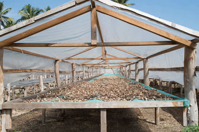 JPO Investments Kava drying