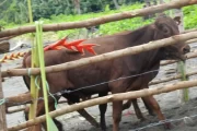 Breeding bulls