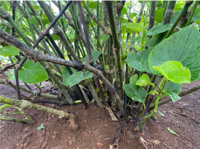 Kava plant